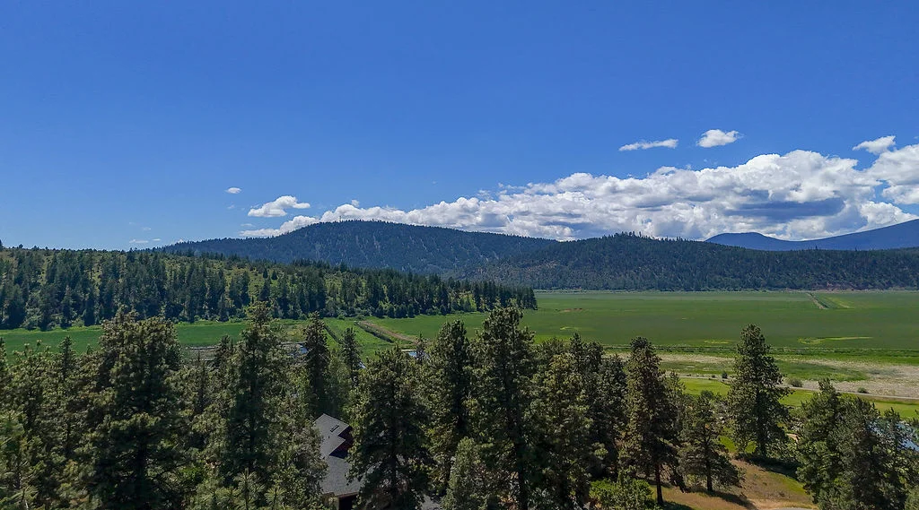Panoramic view over tall pine trees toward a wide green valley