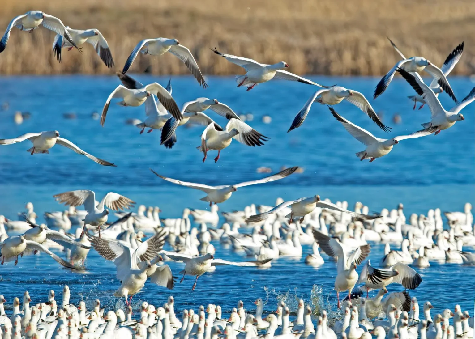 Snow Geese at Miller Island